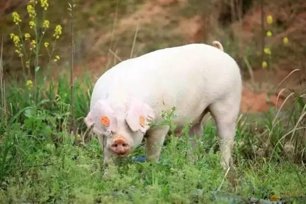 澳门正版资料大全资料贫无担石_最新母猪的饲料配方,快速解答计划解析_网页版89.57.69