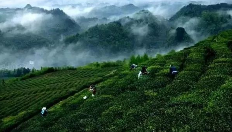 重庆茶园最新动态，茶韵里的温情日常