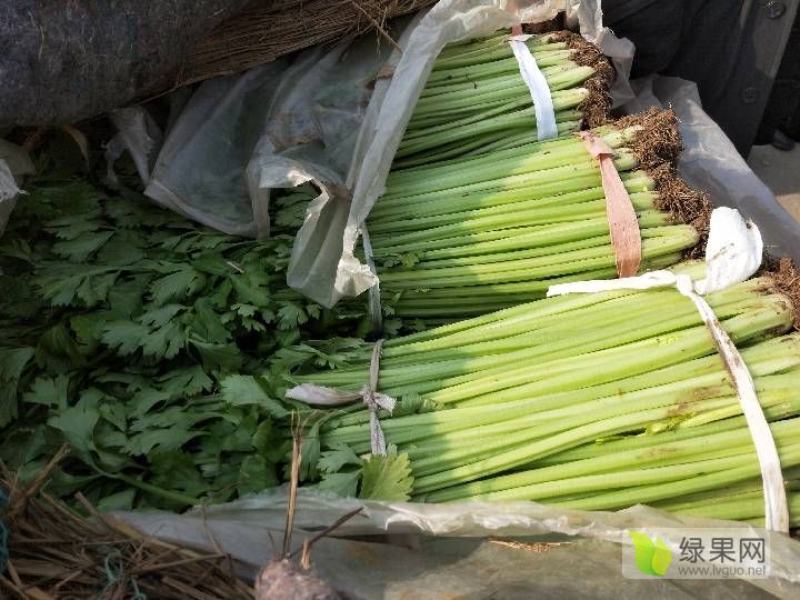 芹菜价格最新行情走势分析，市场动态与趋势预测