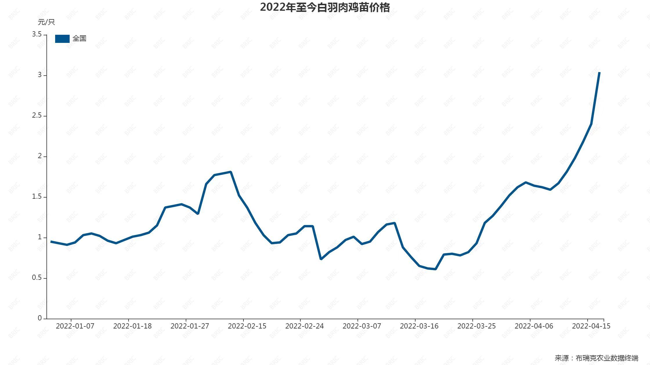 白羽鸡价格最新动态及市场走势与影响因素分析