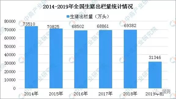 最新猪价行情回顾与洞察