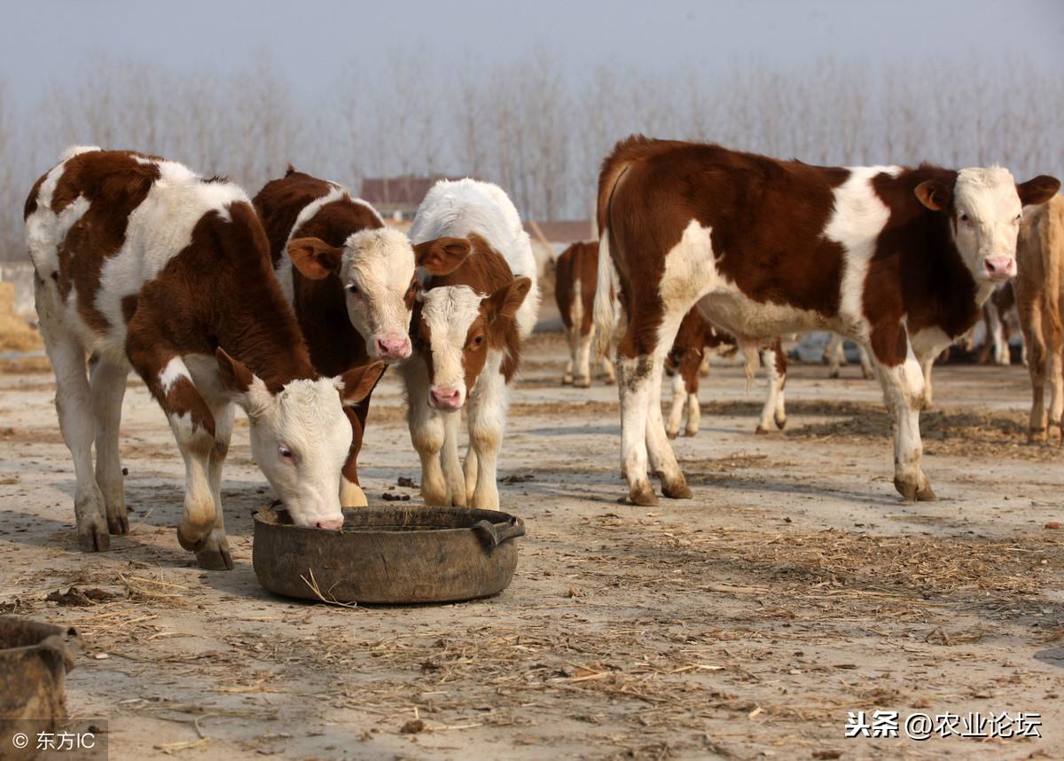 肉牛最新价格探秘，小巷深处的牛肉秘境揭秘