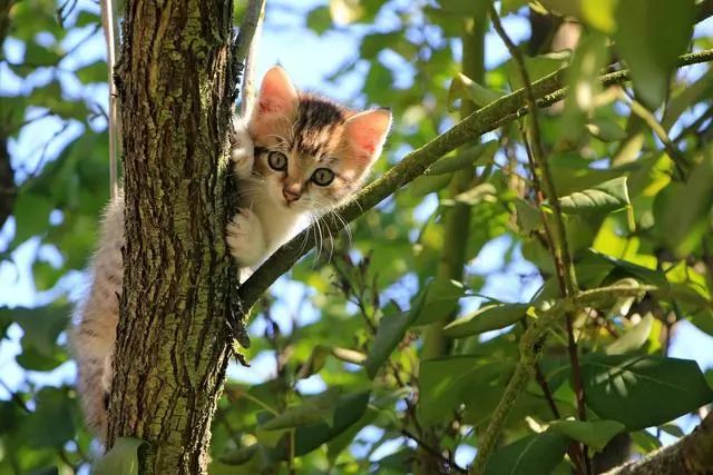 猫咪网最新探索，揭秘猫咪世界的三大要点