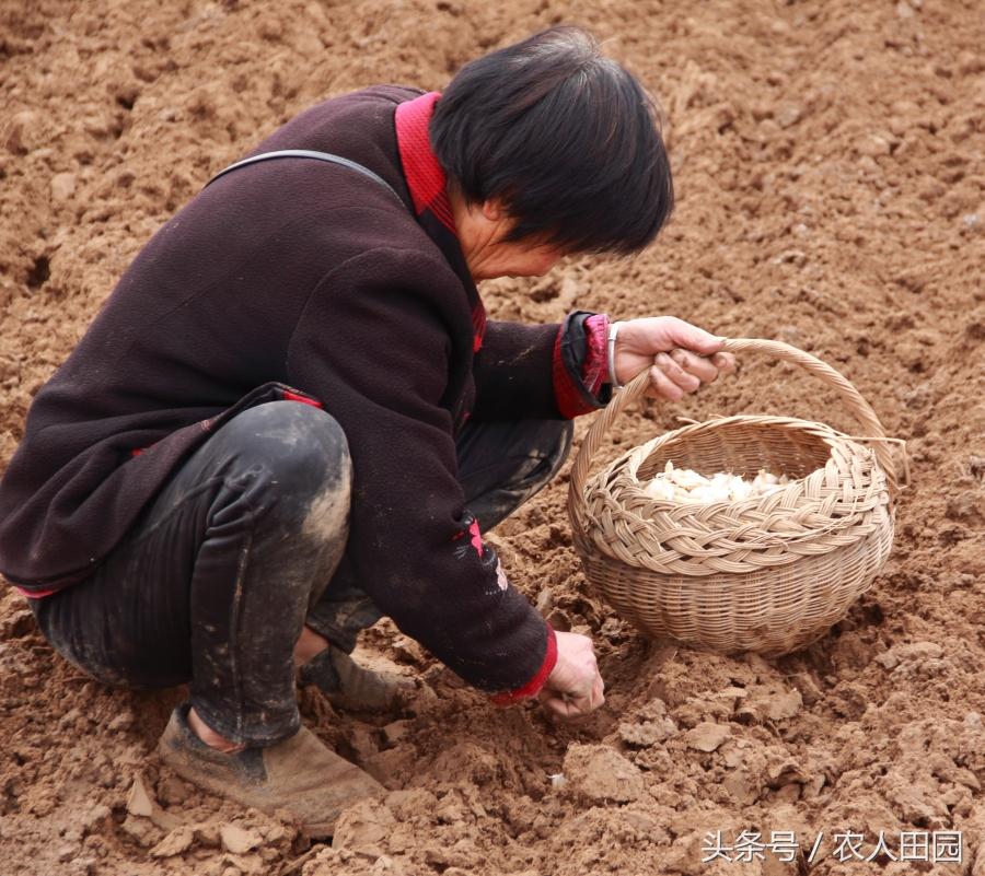 中国大蒜网最新价格与行情动态更新🌱实时趋势分析