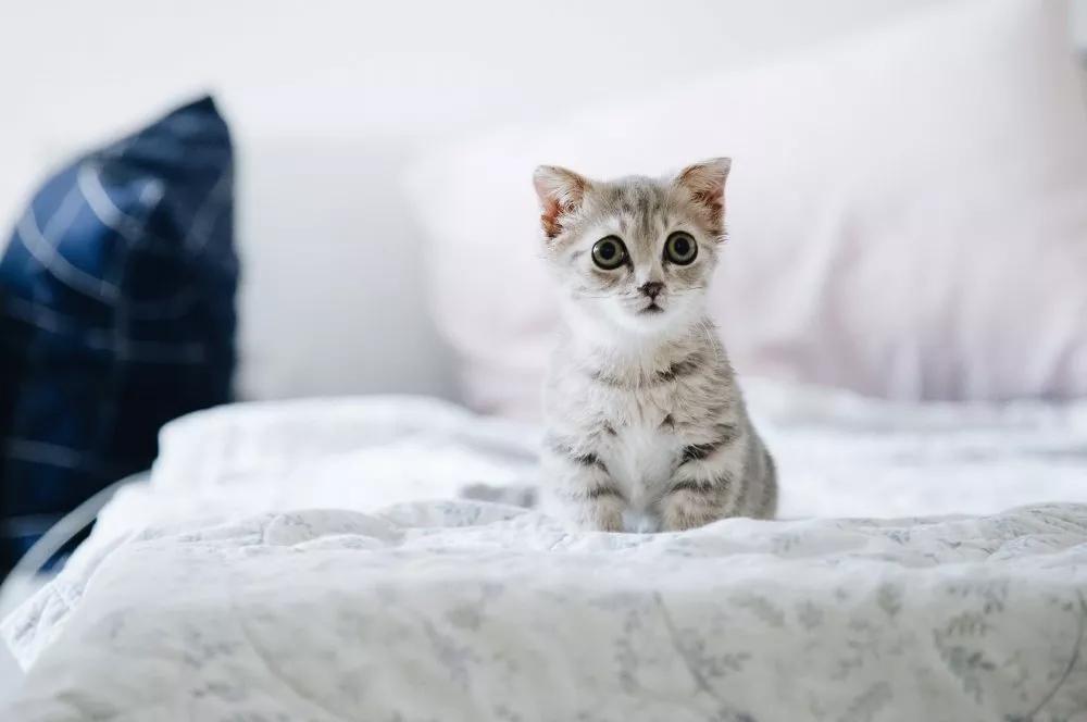 最新版猫咪，轻松探索自然美景之旅